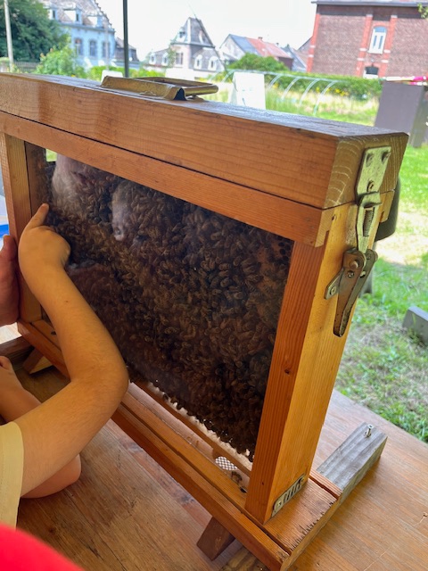 Anim'Abeilles