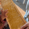Anim'Abeilles