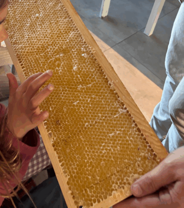 Anim'Abeilles