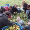 Anima Pommes