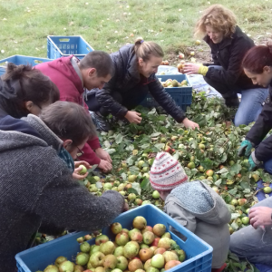 Anima Pommes